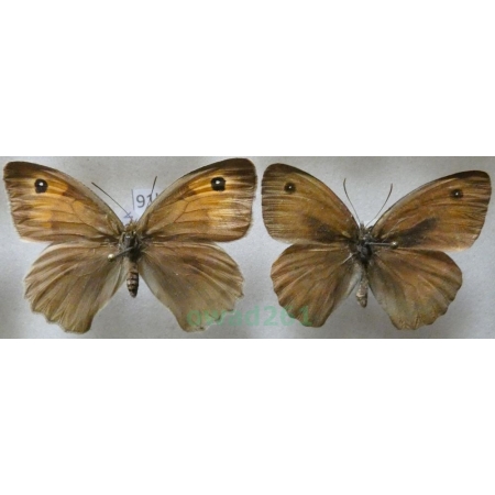 Maniola jurtina (Linnaeus, 1758) pair Przestrojnik jurtina Czech91k